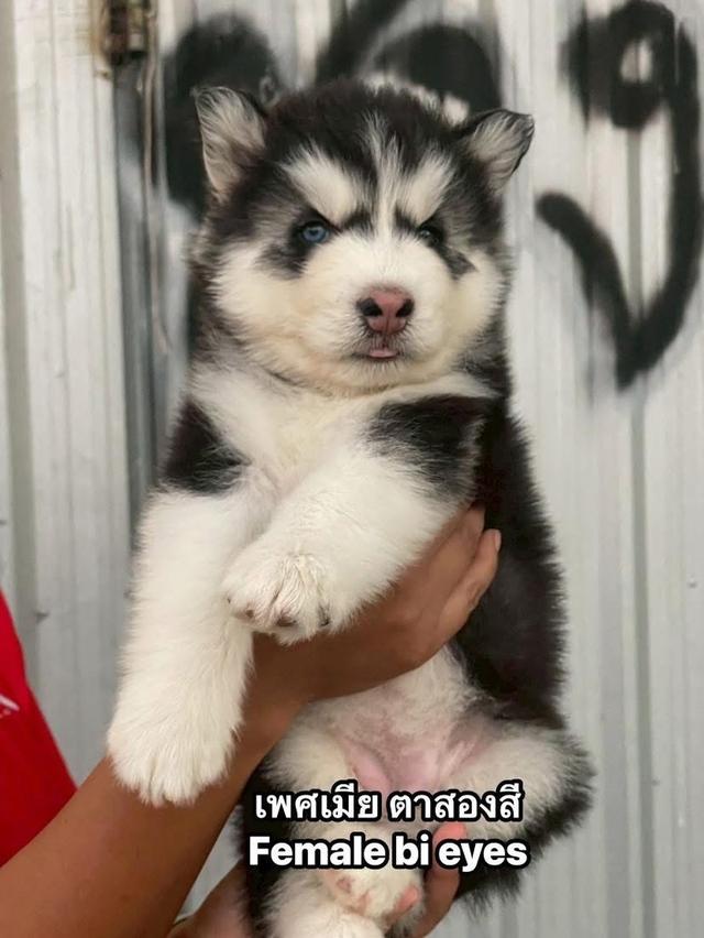 ไซบีเรียนวูดลี่โค้ชช รูปย่อยที่ 2