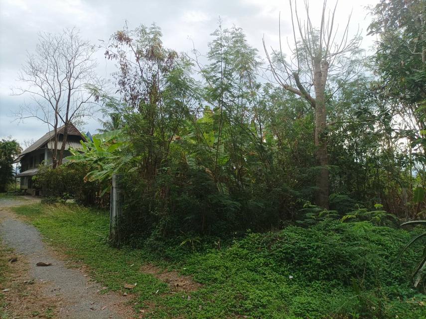 ขายบ้านพร้อมที่ดิน ต.ป่าป้อง อ.ดอยสะเก็ด จ.เชียงใหม่ 4