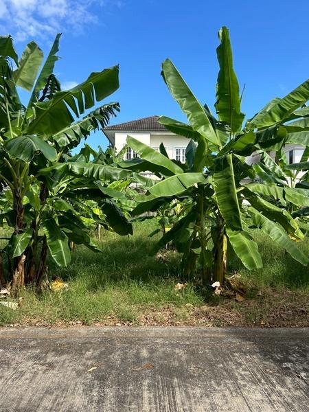 ขายที่ดินราคาถูก ต่ำกว่าราคาประเมินราชการ ที่ดินถมแล้ว 70 ตรว. ในหมู่บ้าน มณีรินทร์ เลค & ลากูน ต.บ้านกลาง อ.เมืองปทุมธานี จ.ปทุมธานี 5