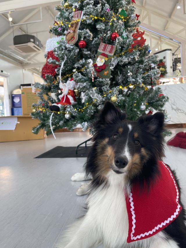 เชลตี้ shetland sheep dog (ลูกของน้องคนนี้) 8