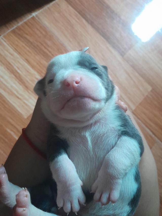อเมริกันบูลลี่ เพศเมีย (สีเมอร์)