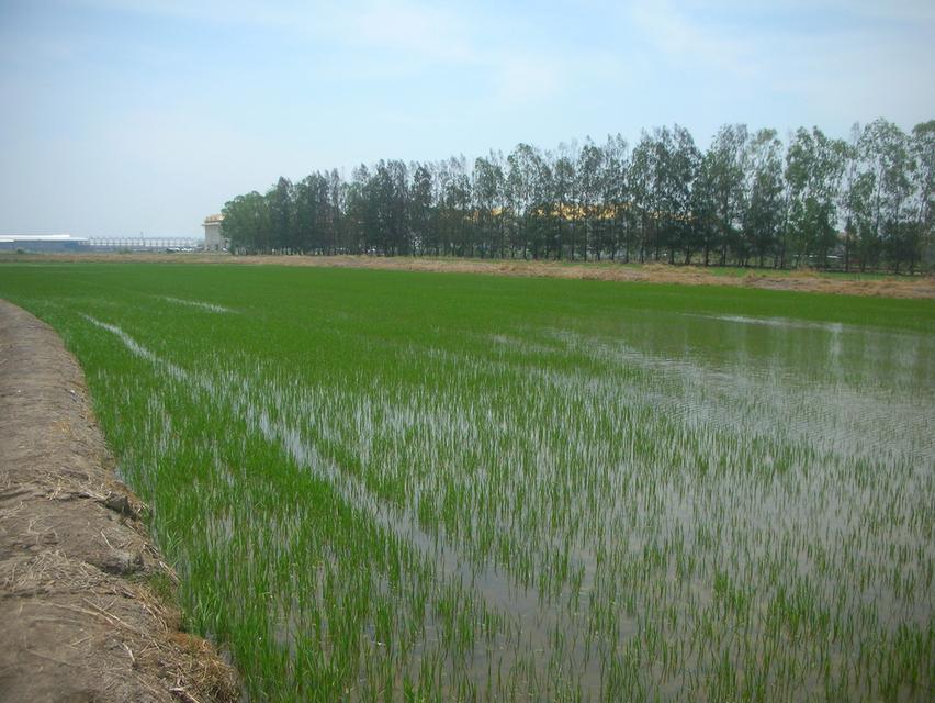 ต้องการขายที่ดิน ใกล้ทางด่วนบางปะอิน-โคราช  บางปะอิน  33 ไร่ 2 งาน 2 ตรว 13