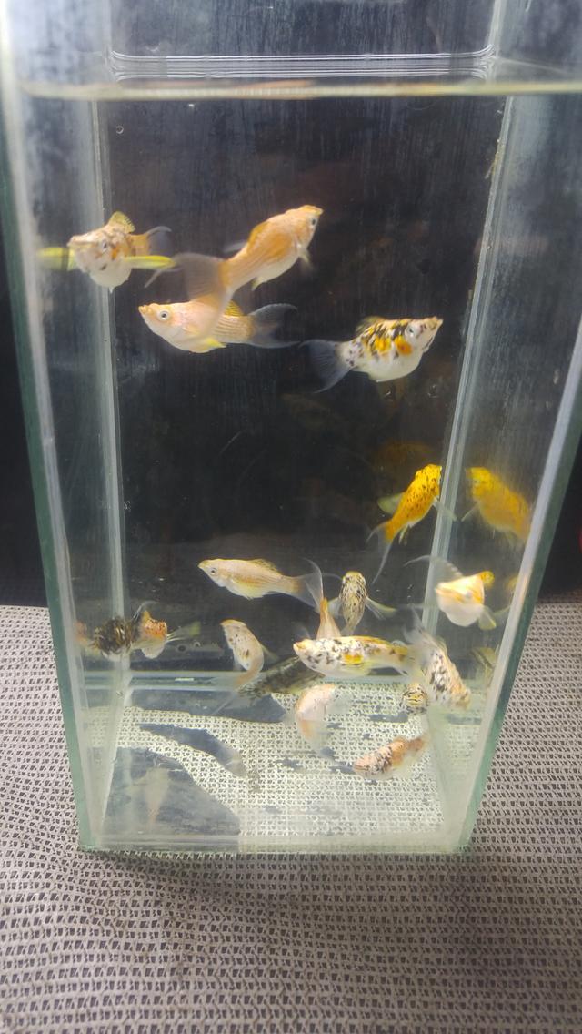 ปลปลาบอลลูนสโนว์หางบ่วงตัวละ30บาท 2
