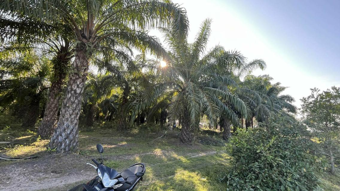 ขายที่ดินสวนปาล์มน้ำมัน 6