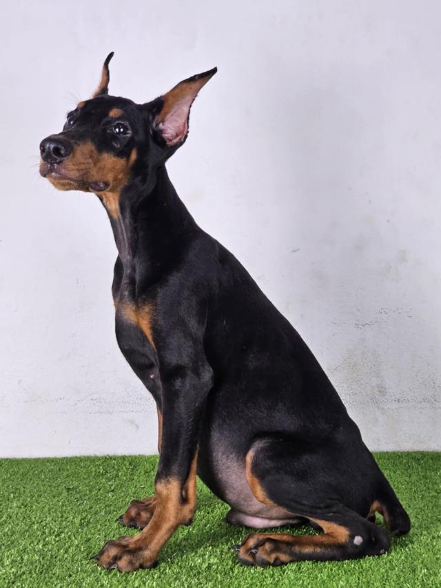 Doberman 3