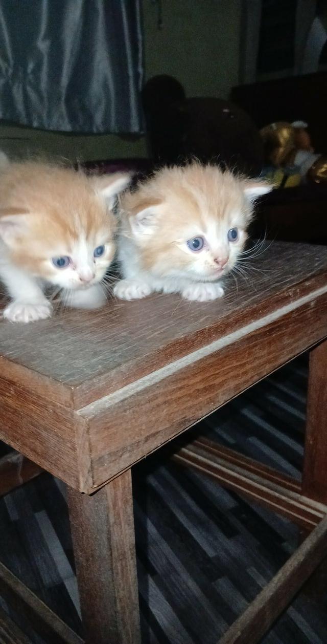 แมวเปอร์เซียแท้ๆสวยๆ