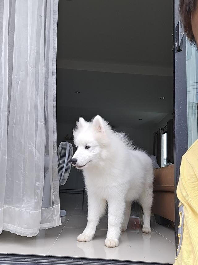 ลูกสุนัขชามอยด์ อายุ5เดือนกว่าเกิดวันที่ 7/7 สนใจติดต่อได้ราคาเป็นกันเองขายเนื้องจากภรรยาท้องมีความเสี่ยงแท้งครับ ราคาแบ่ฃกันเลี้ยงไม่มี่ไหนในไทยแน่นอ