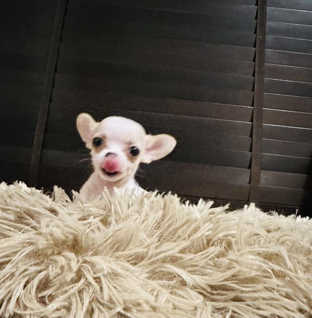 ดช.ชิวาว่า(จิ๋วจิ๋ว)3เดือน.1.5ขีด