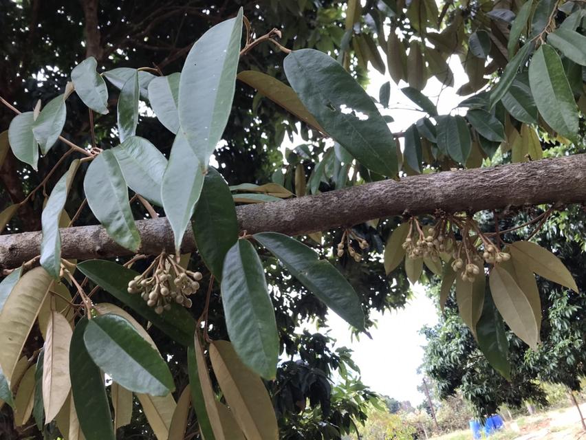 ให้เช่า สวนผลไม้ 12 ไร่ 7 หมื่นต่อปี 18