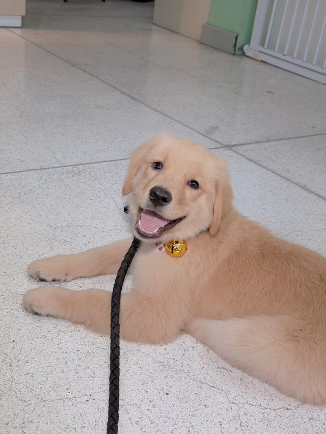 โกเด้นแท้ พ่อพันธุ์คอกเดียวกับจุ๊บเหม่ง รูปที่ 2