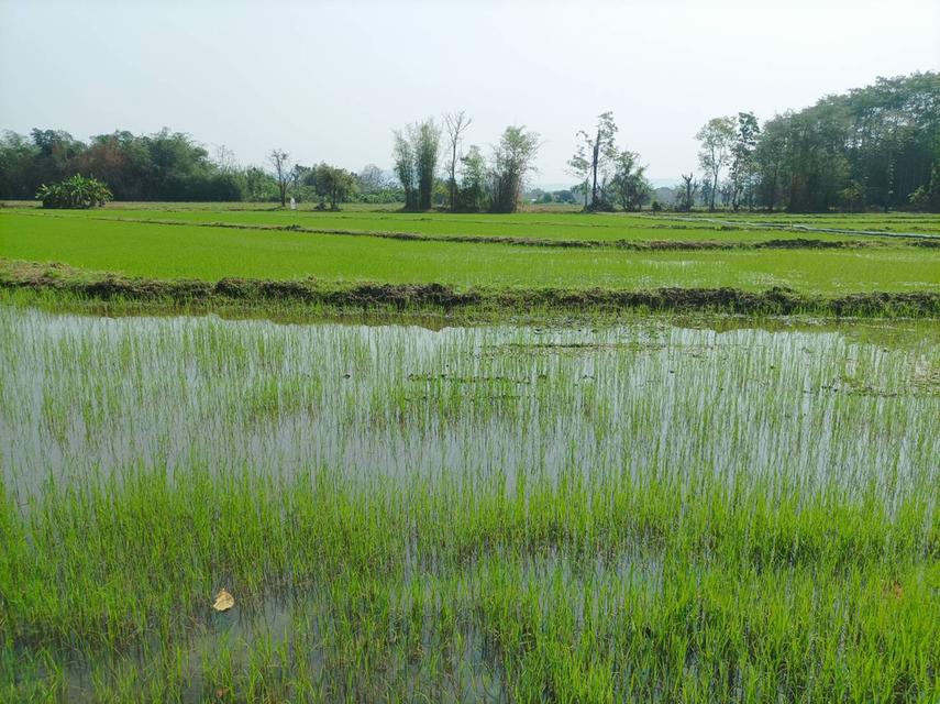 ขายที่ดิน 16ไร่1งาน ต.สง่าบ้าน อ.ดอยสะเก็ด จ.เชียงใหม่ 13