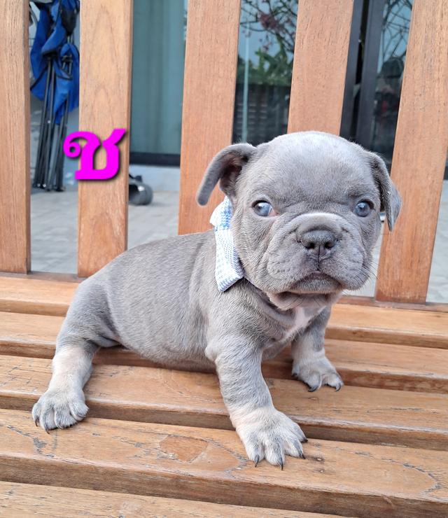 เฟรนซ์ บลูด็อก ไลแลคแทน รูปที่ 3