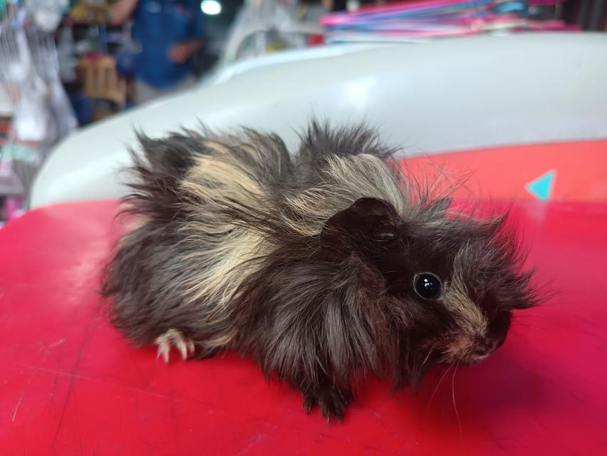 แกส​บี้​สายพันธุ์​ขวัญ​ 4