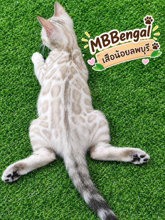 ลูกแมวเบงกอล สีสโนว์ เพศผู้