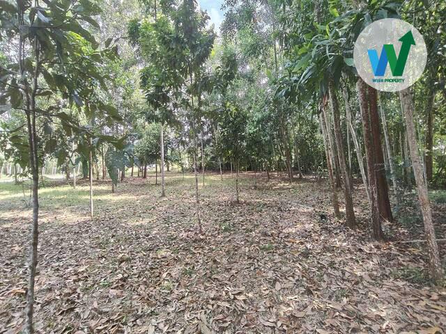 ที่ดินเพื่อการลงทุนพัทลุง ทำเลทองใกล้แหล่งชุมชน 5