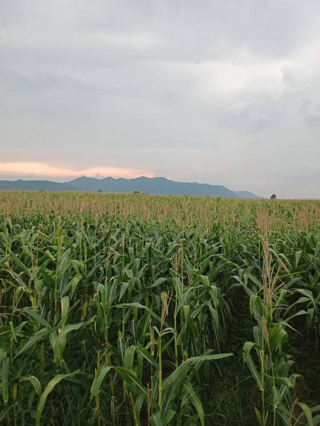 Land for sale in Thailand.1032rai of land 3
