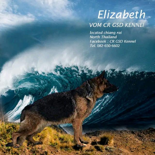 ลูกสุนัขเยอรมันเชพเพิร์ด สุนัขตำรวจ K9 รูปที่ 3