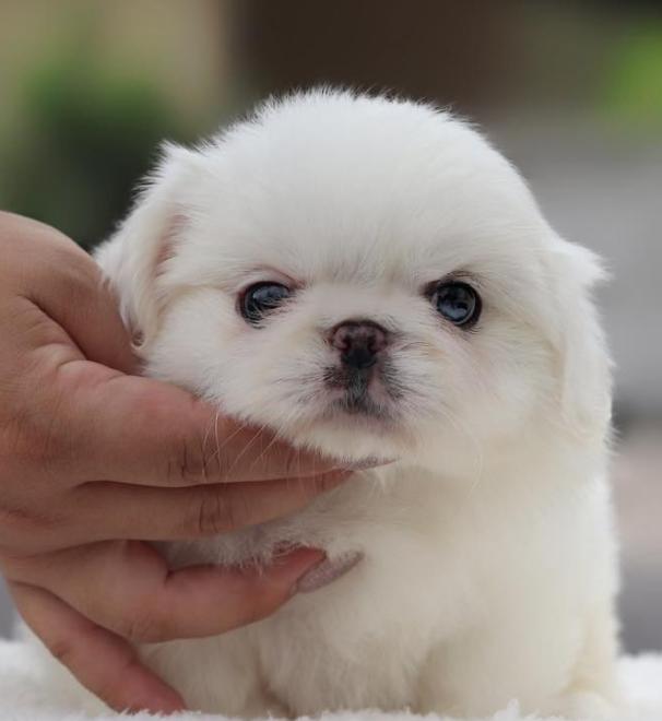 ขาย Pekingese ขนสีขาว