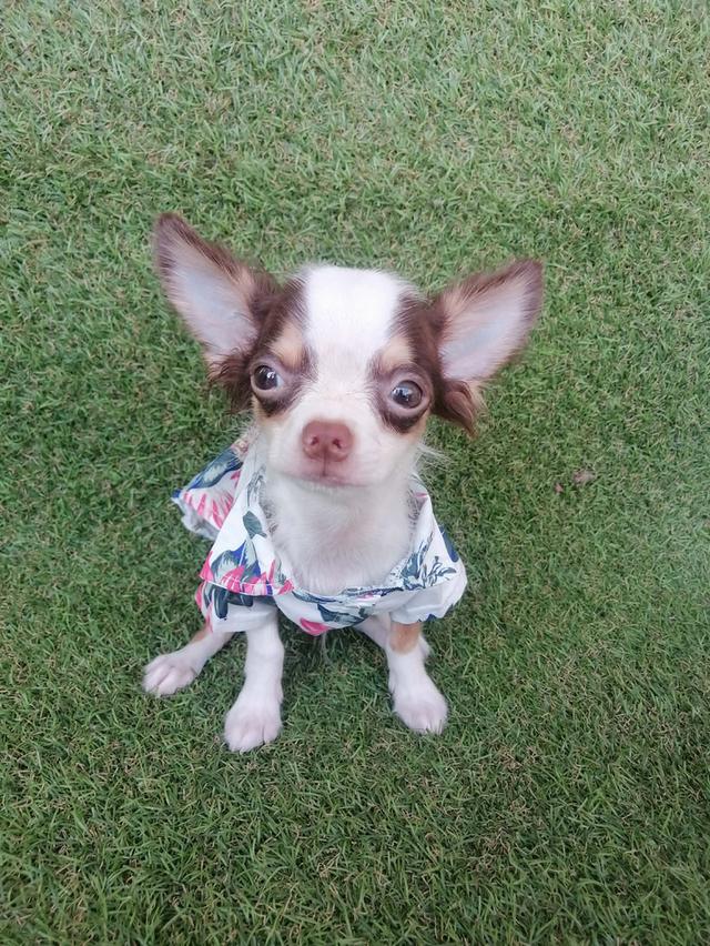 ชิวาว่าเเท้ขนยาว สีช็อค เพศผู้ พร้อมย้าย รูปที่ 4