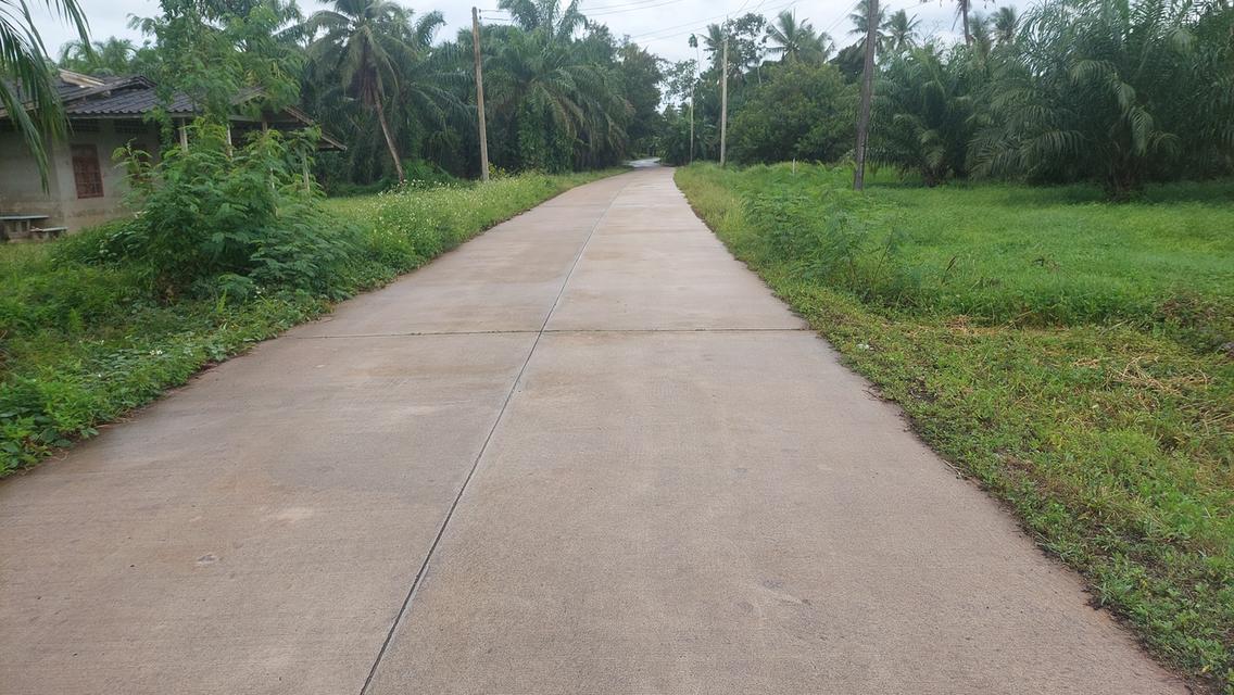 ที่ดิน สวนปาล์มน้ำมัน อ.หลังสวน จ.ชุมพร 16