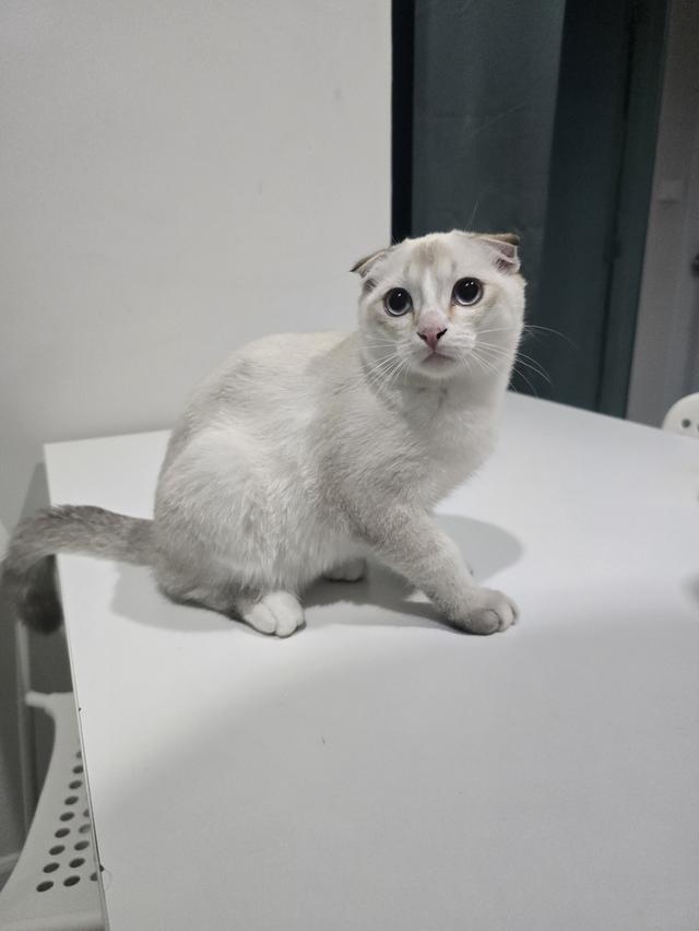 แมวไทยผสมมันซ์กิ้น 6-7 เดือน รูปที่ 3