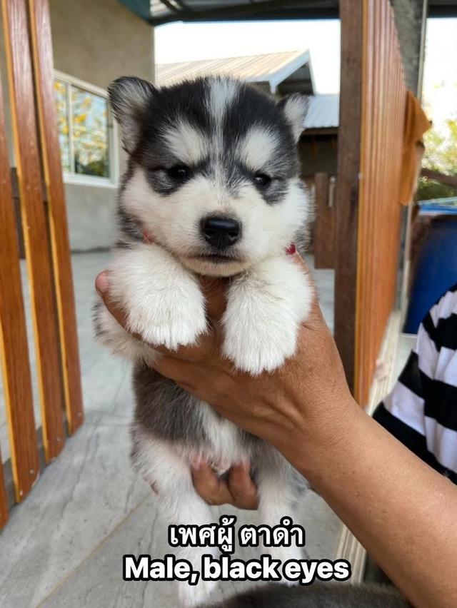 ไซบีเรียนว่าง4ตัว ผู้3เมีย1