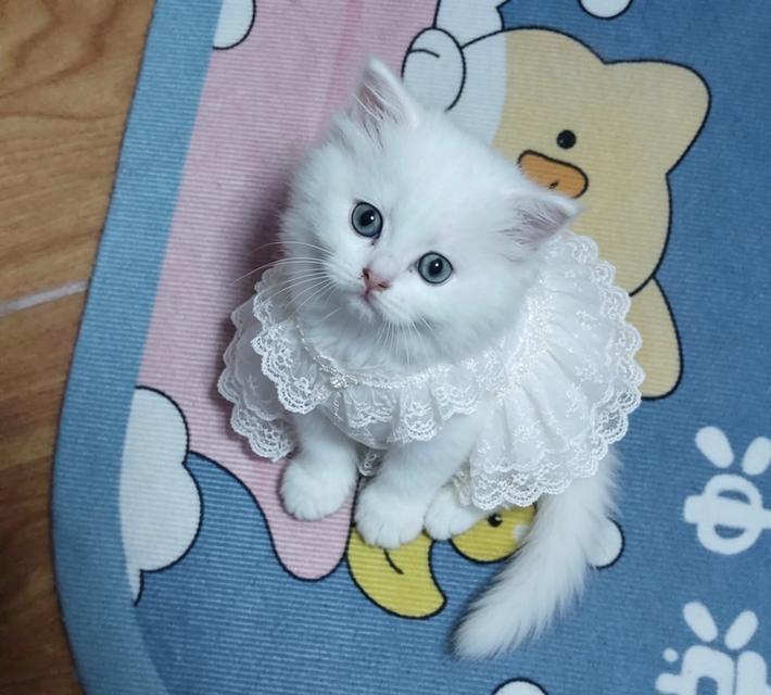 แมว scottish foldแมว scottish fold รูปที่ 4