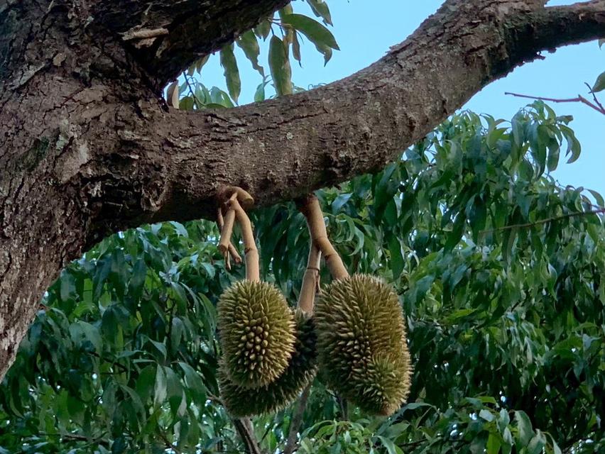 ขายที่ดินพร้อมสิ่งปลูกสร้าง บ้านไม้สักพร้อมสวน 20 ไร่ 2 งาน 59 ตร.ว. ทิศใต้ติดเนินเขา ชะอม แก่งคอย สระบุรี 11