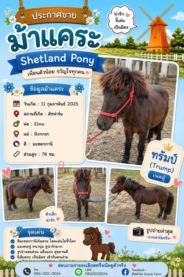 ม้าแคระ Shetland Pony (ทรัมป์)