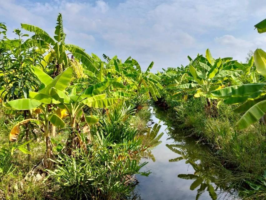 ðĒVāļēāļĒāļāđāļ§āļâžïļāļāļĩāđāļāļīāļāļāļāļāļĢāļēāļāļāļĪāļāļĐāđ 200 āļāļēāļĢāļēāļāļ§āļēð°āļāļīāļāļŦāļĄāļđāđāļāđāļēāļ āļāļāļēāļĻāļīāļĢāļīðŪāļāļāļĒāļāļĨāļāļāļāļ§āļĨāļāļīāļāļĒāđ āļ.āđāļĄāļ·āļāļāļāļāļļāļĄ āļ.āļāļāļļāļĄāļāļēāļāļĩðē 095-879-4465 āļĨ 9