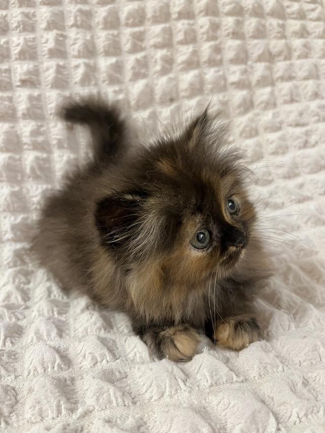 แมวเปอร์เซีย 🙂❌🍊✋😁vg