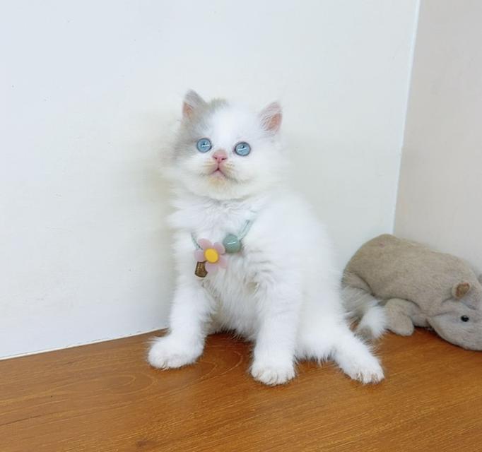 แมวสก๊อตติสโฟร์ น่ารัก นิสัยดีมาก รูปที่ 5