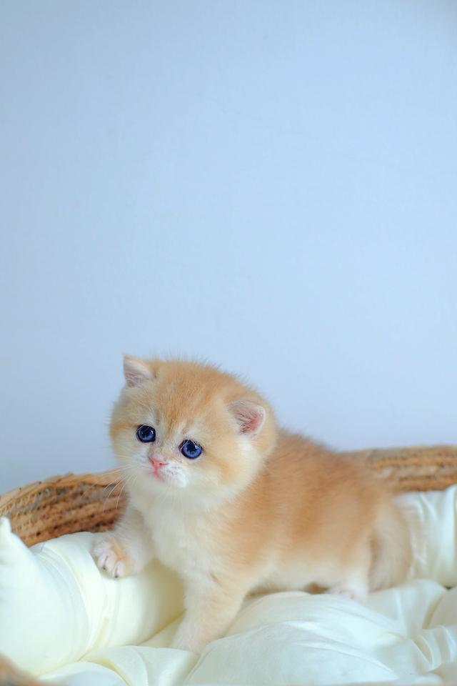 บริติช ช็อตแฮร์ (British Shorthair) (NV12) (เพศผู้)