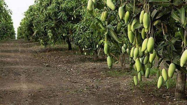 ที่ดินพร้อมสวนมะม่วงเชียงคานบ้านบุฮม 8