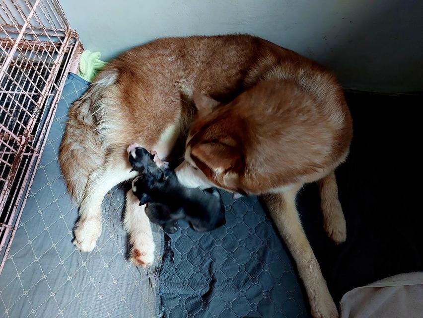 เปิดจองลูกสุนัข ไซบีเรียน ฮัสกี้ ครับ 3