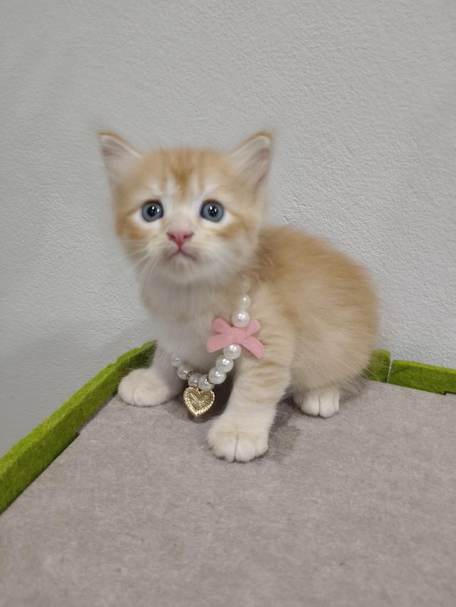 น้องแมว ส้ม ผู้ชาย 🧒😻🏡🏠