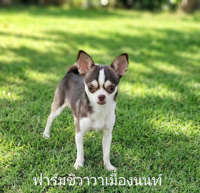 💚15000฿ว่าที่พ่อพันธุ์แห่งมาร์คไซ