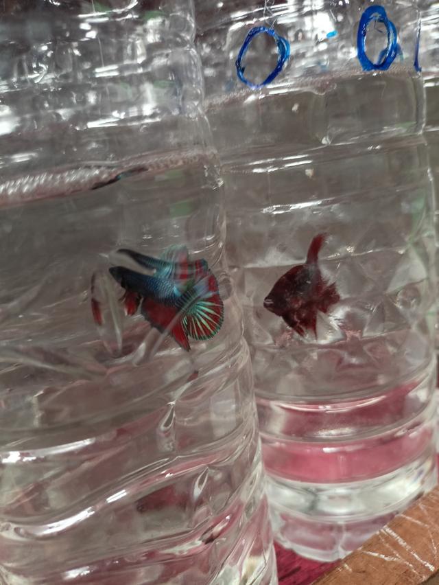 ปลากัดสวยงามราคาส่ง เริ่มต้นที่ 20 11