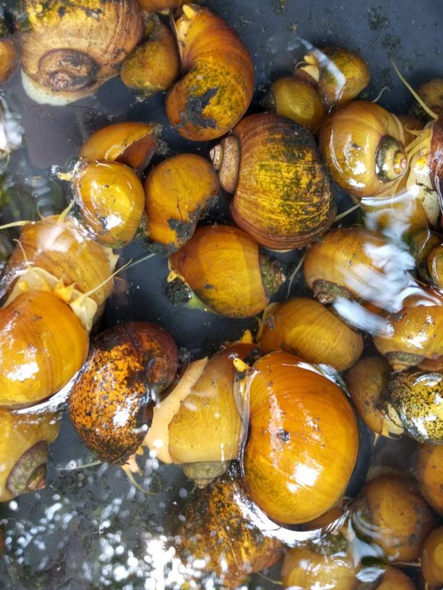 แม่พันุ์ หอยเชอรี่สีทอง