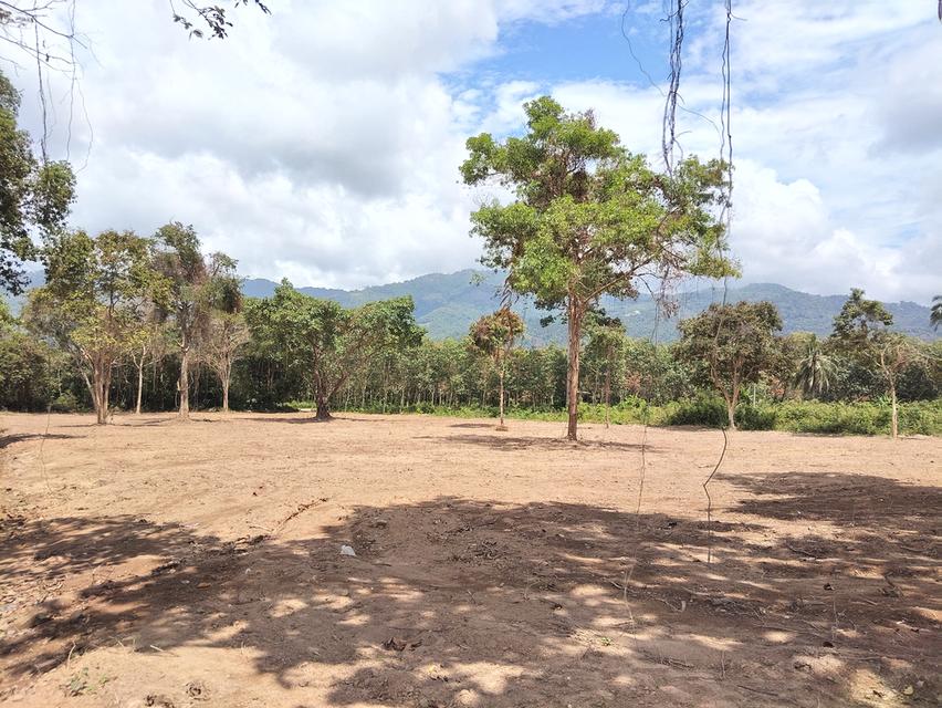 ที่ดิน 4 ไร่ เกาะสมุย 3