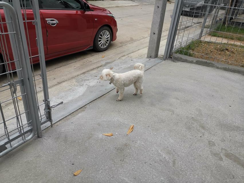 ขายบ้านเอื้ออาทร สูงเนิน2 นครราชสีมา 2