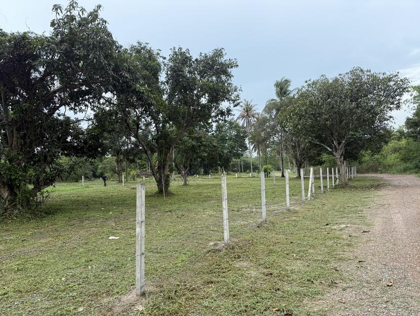 Land plot  6