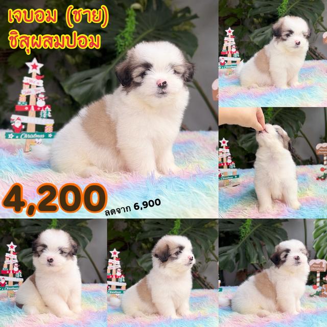 ชิสุผสมปอม เพศชาย พิกัดรามอินทรา