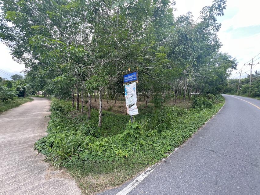 ขายที่ดิน จังหวัดนครศรีธรรมราช 1