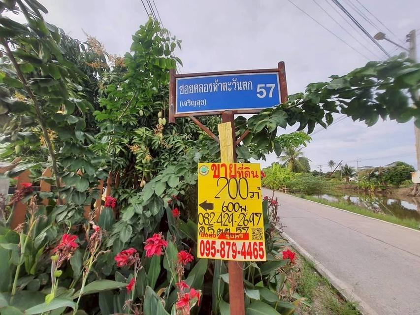 ขายด่วนที่ดินคลองห้า 200 ตารางวา ติดถนนคอนกรีตสาธารณะ ชอย คลองห้า ตต.57 อ.คลองหลวง จ.ปทุมธานี 3