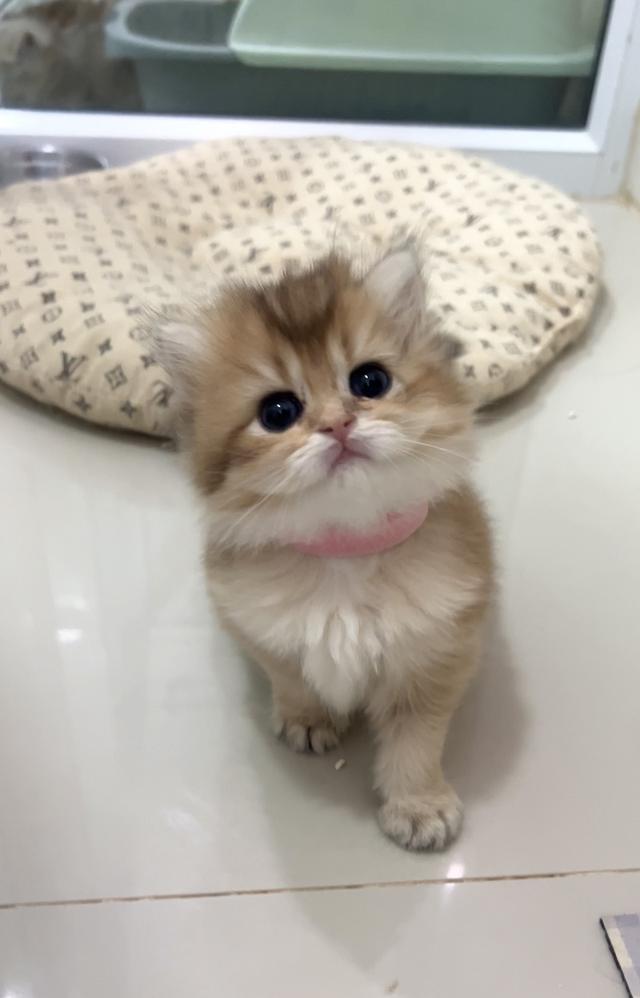 👧🏻 ดญ.บริติช (ย้ายได้ต้น มค)