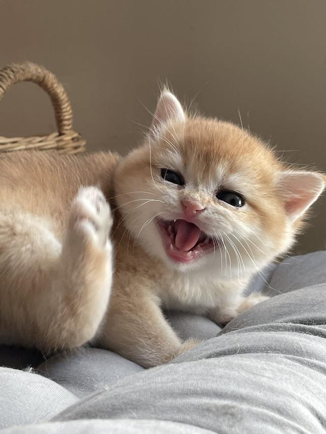 สาวน้อยบริติชแท้ 100%