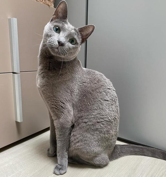 ขายด่วน Russian Blue สีสวย พร้อมย้ายบ้าน