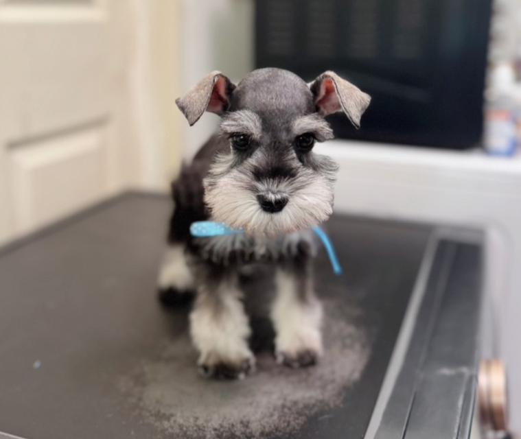 schnauzer สีพริกไทย 13