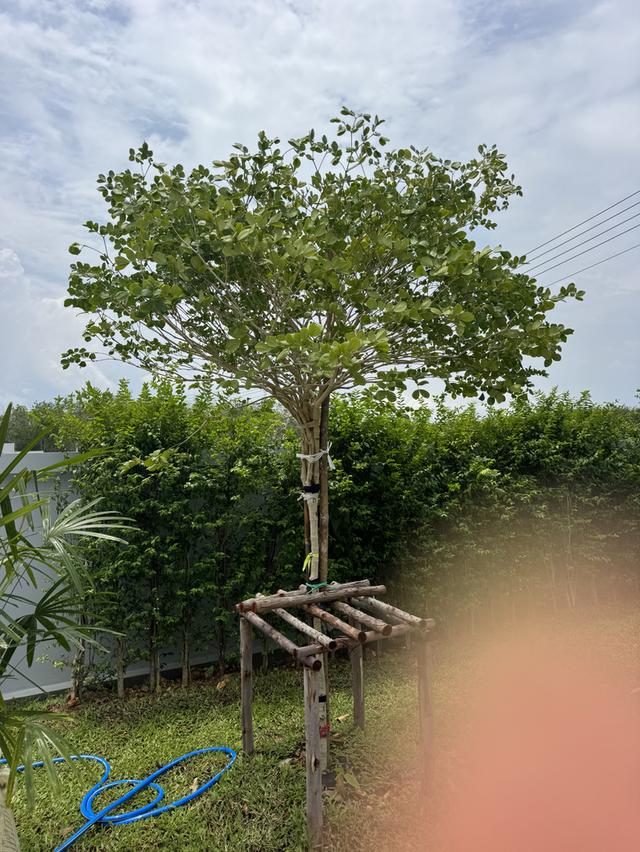 ขายบ้านเดี่ยวสระว่ายน้ำสไตล์พูวิลล่า 200 ตรว ใกล้ชายหาดแหลมแม่พิมพ์ระยอง 6